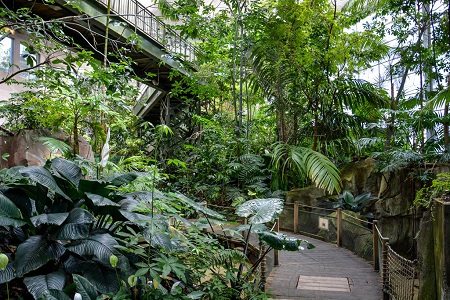 Serre tropical