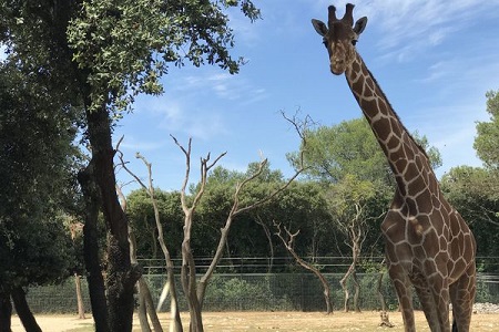 Zoo du Lunaret